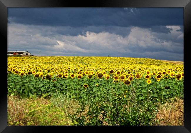 Field of sunflowers Framed Print by Martin Smith