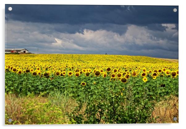 Field of sunflowers Acrylic by Martin Smith
