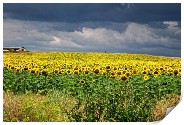 Field of sunflowers Print by Martin Smith