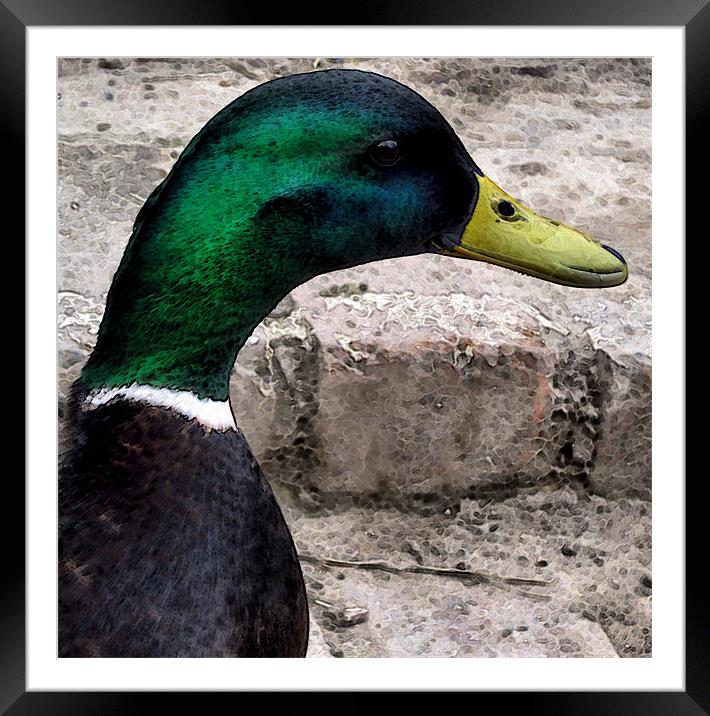 hello ducky Framed Mounted Print by Heather Newton