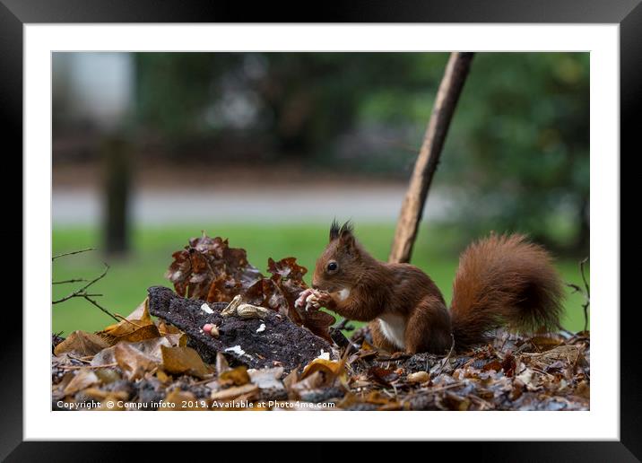red squirrel looking for seeds and other foods and Framed Mounted Print by Chris Willemsen