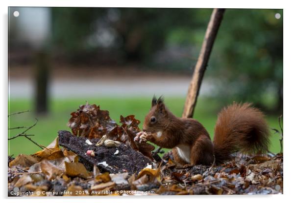 red squirrel looking for seeds and other foods and Acrylic by Chris Willemsen