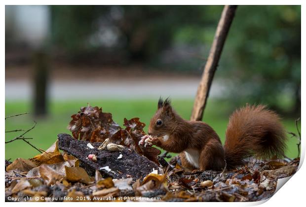 red squirrel looking for seeds and other foods and Print by Chris Willemsen