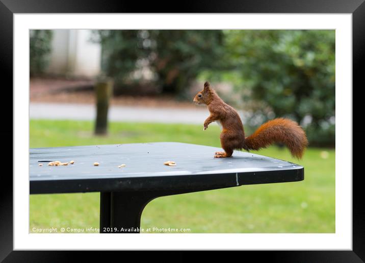red squirrel in the garden Framed Mounted Print by Chris Willemsen