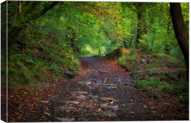 An Autumn walkway Canvas Print by Leighton Collins
