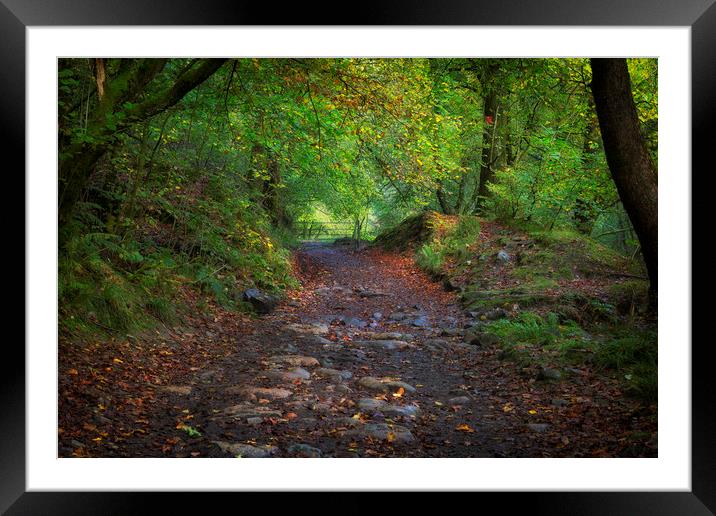 An Autumn walkway Framed Mounted Print by Leighton Collins