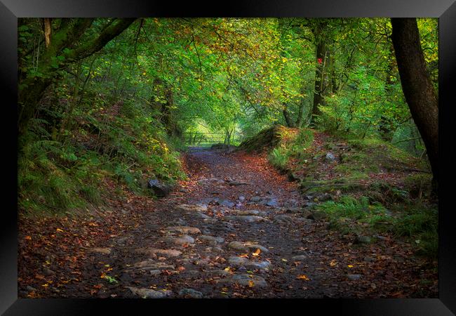 An Autumn walkway Framed Print by Leighton Collins