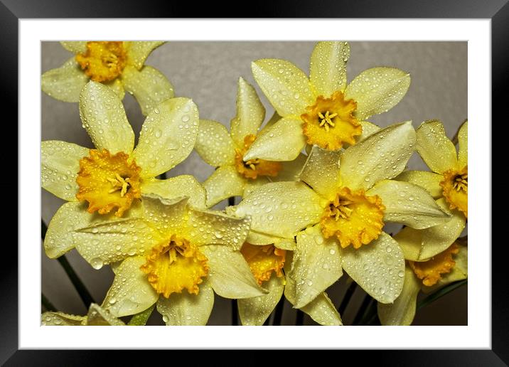 Daffodil day Framed Mounted Print by Martin Smith