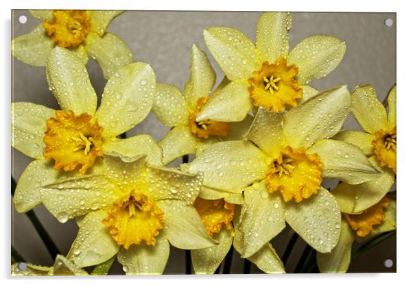 Daffodil day Acrylic by Martin Smith