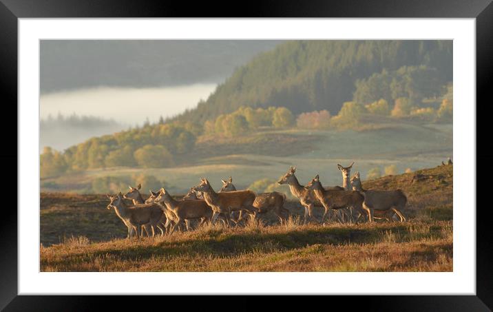 Red Deer in Autumn Framed Mounted Print by Macrae Images