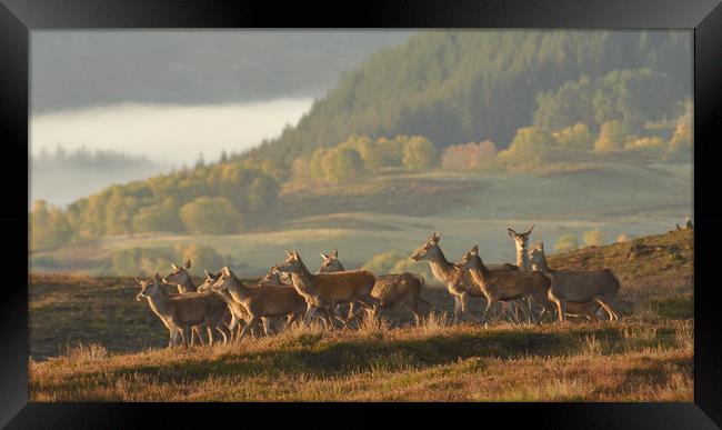 Red Deer in Autumn Framed Print by Macrae Images