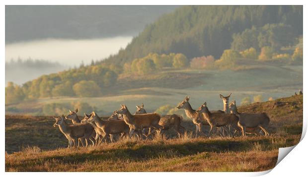 Red Deer in Autumn Print by Macrae Images