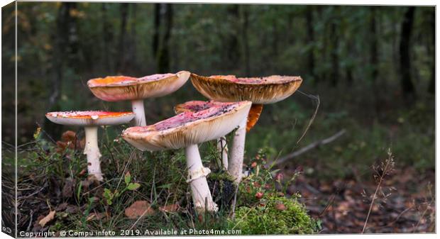 Amanita muscaria, commonly known as the fly agaric Canvas Print by Chris Willemsen