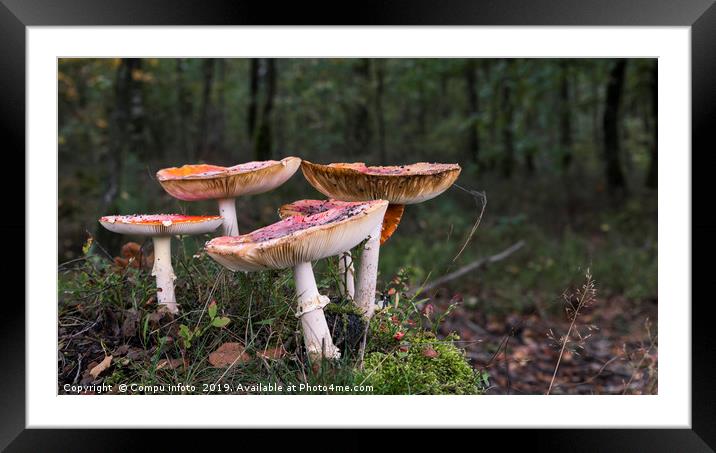Amanita muscaria, commonly known as the fly agaric Framed Mounted Print by Chris Willemsen