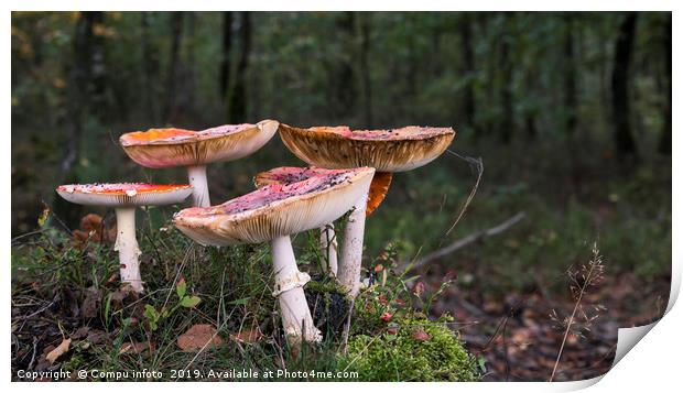 Amanita muscaria, commonly known as the fly agaric Print by Chris Willemsen