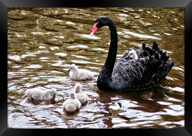 Four day old Black Swan cygnets at Dawlish Brook Framed Print by Rosie Spooner