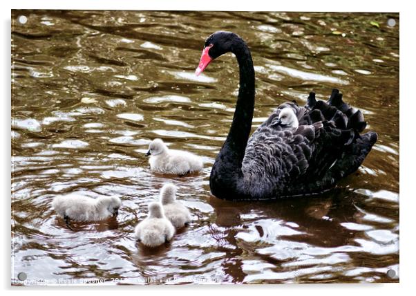 Four day old Black Swan cygnets at Dawlish Brook Acrylic by Rosie Spooner