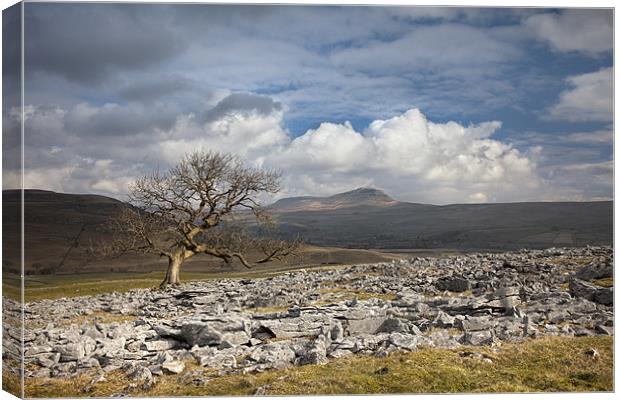 Pen-y-ghent From Pot Scar Canvas Print by Steve Glover