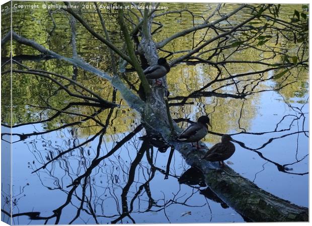 Ducks on tree  Canvas Print by philip milner