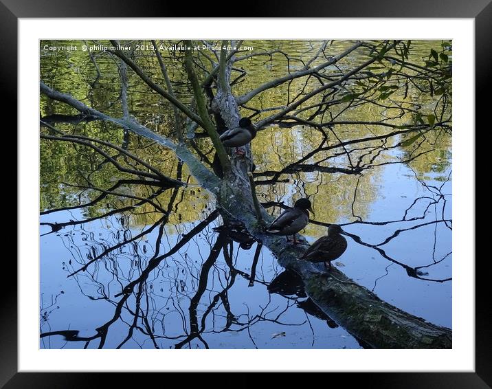 Ducks on tree  Framed Mounted Print by philip milner