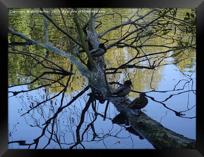 Ducks on tree  Framed Print by philip milner