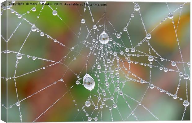 Spider Web Dew Drops Canvas Print by Mark  F Banks