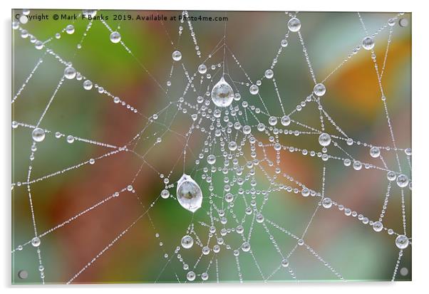 Spider Web Dew Drops Acrylic by Mark  F Banks