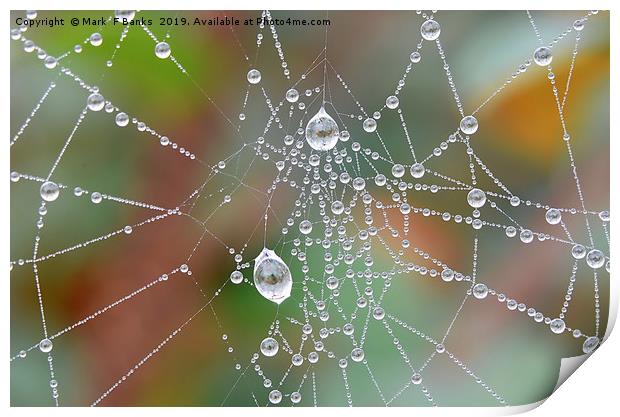Spider Web Dew Drops Print by Mark  F Banks