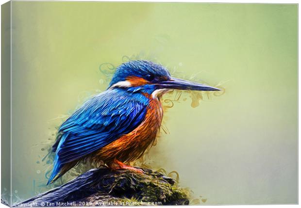 Kingfisher Canvas Print by Ian Mitchell