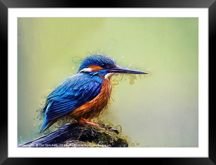 Kingfisher Framed Mounted Print by Ian Mitchell