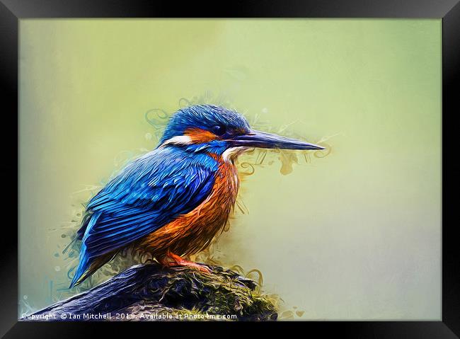 Kingfisher Framed Print by Ian Mitchell
