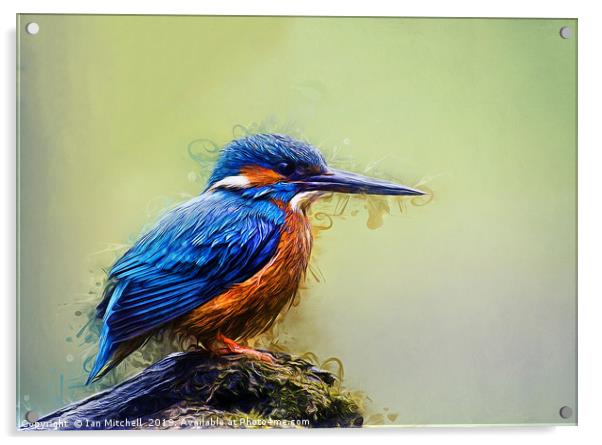 Kingfisher Acrylic by Ian Mitchell