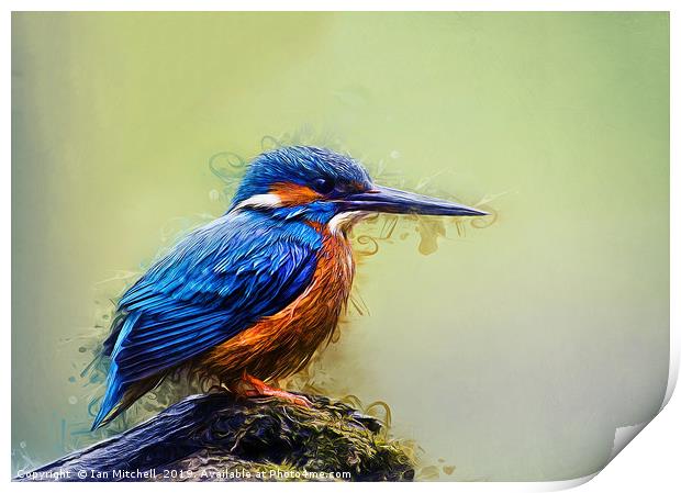 Kingfisher Print by Ian Mitchell