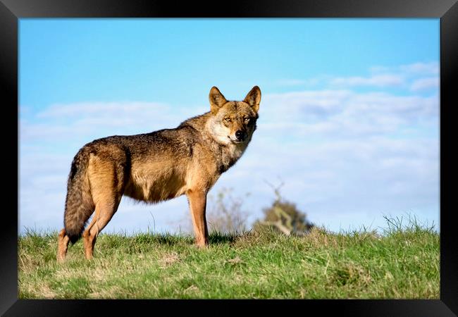 The Hunter? Or The Hunted? Framed Print by LensLight Traveler