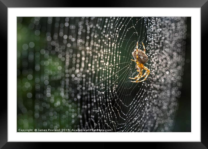 The Silver Web Framed Mounted Print by James Rowland