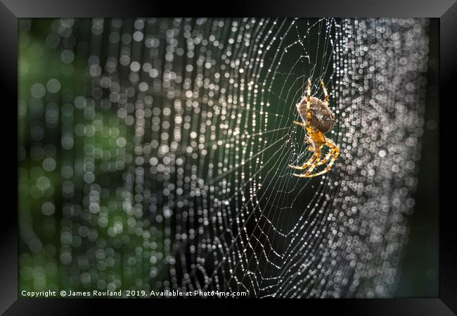 The Silver Web Framed Print by James Rowland