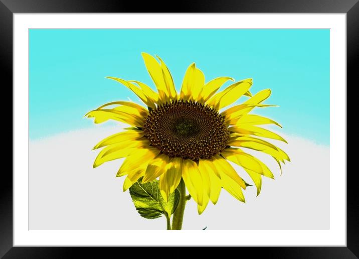 Artistic sunflower Framed Mounted Print by Martin Smith