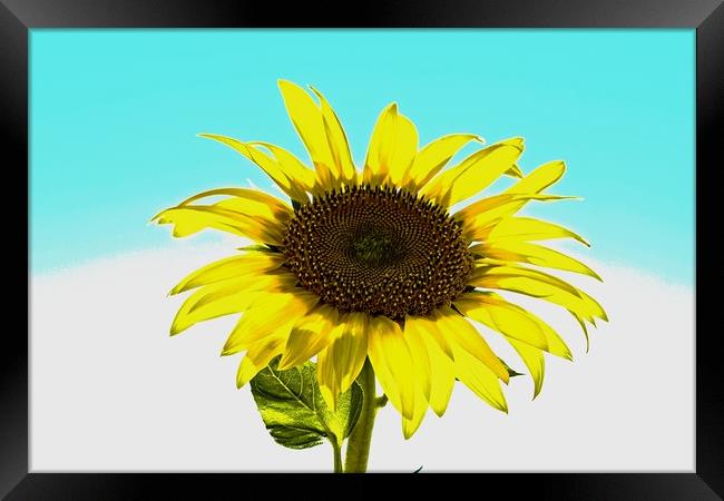 Artistic sunflower Framed Print by Martin Smith