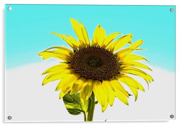 Artistic sunflower Acrylic by Martin Smith