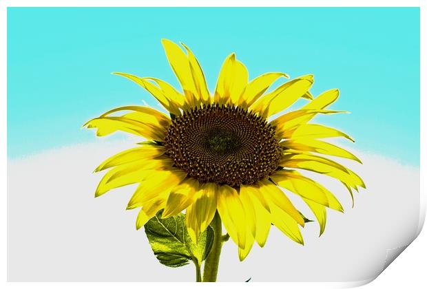 Artistic sunflower Print by Martin Smith