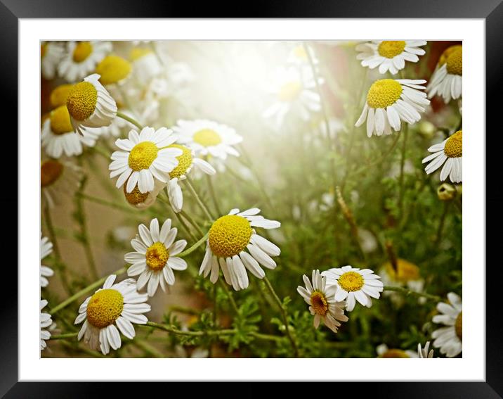 Sun kissed daisies Framed Mounted Print by Martin Smith
