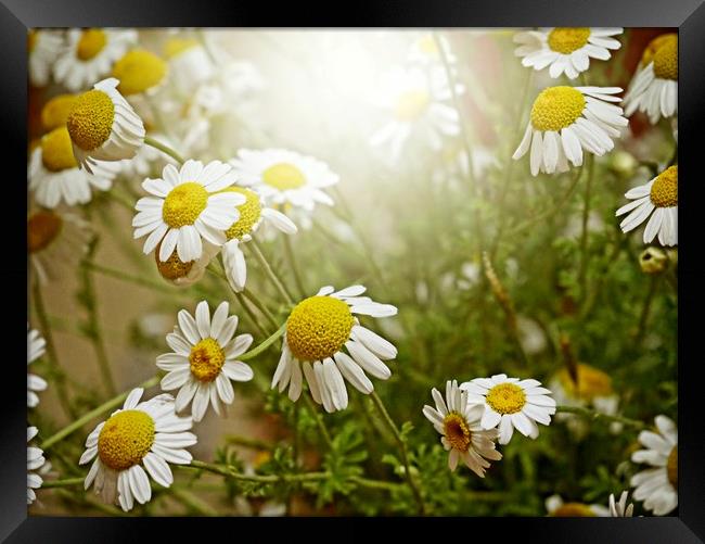 Sun kissed daisies Framed Print by Martin Smith