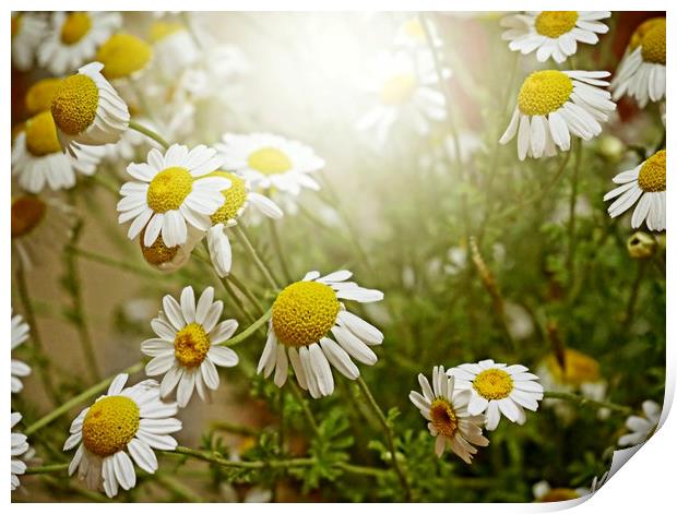 Sun kissed daisies Print by Martin Smith