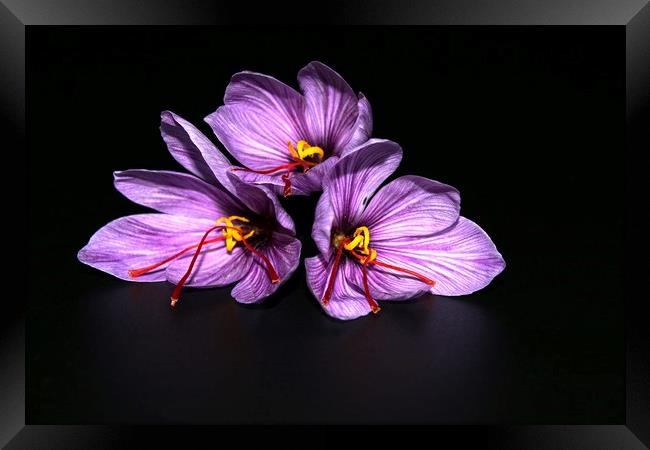 Saffron -  Crocus sativus Framed Print by Martin Smith