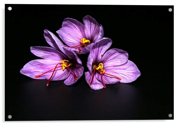 Saffron -  Crocus sativus Acrylic by Martin Smith