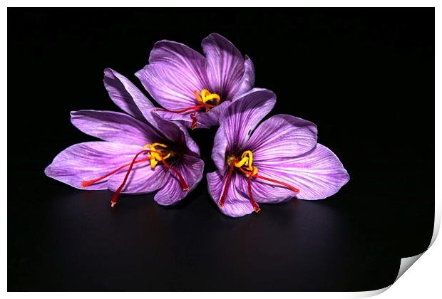 Saffron -  Crocus sativus Print by Martin Smith