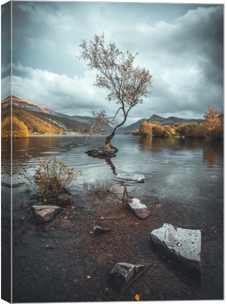 The Lone Tree Canvas Print by Rich Wiltshire