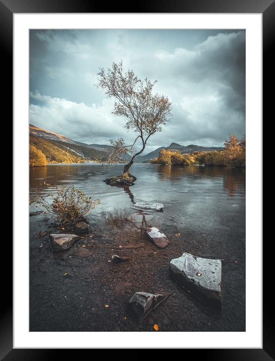 The Lone Tree Framed Mounted Print by Rich Wiltshire