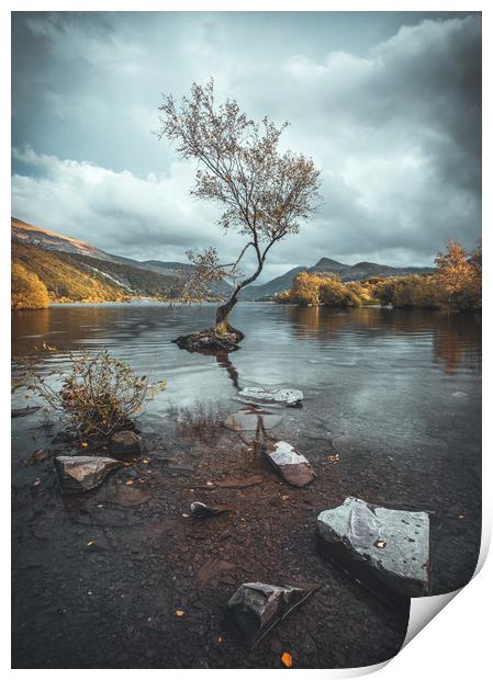 The Lone Tree Print by Rich Wiltshire