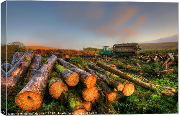 Sunrise at the Forestry Commission, Ystradfellte Canvas Print by Neil Holman